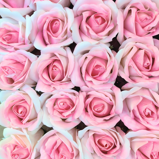Rosa de jabón de dos colores